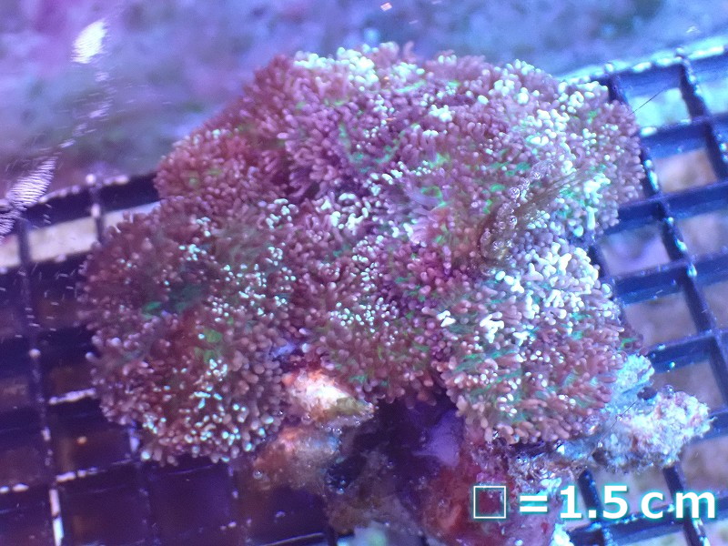 楽天市場】ディスクコーラル ディスクコーラル スーパーレッド 2枚付 7