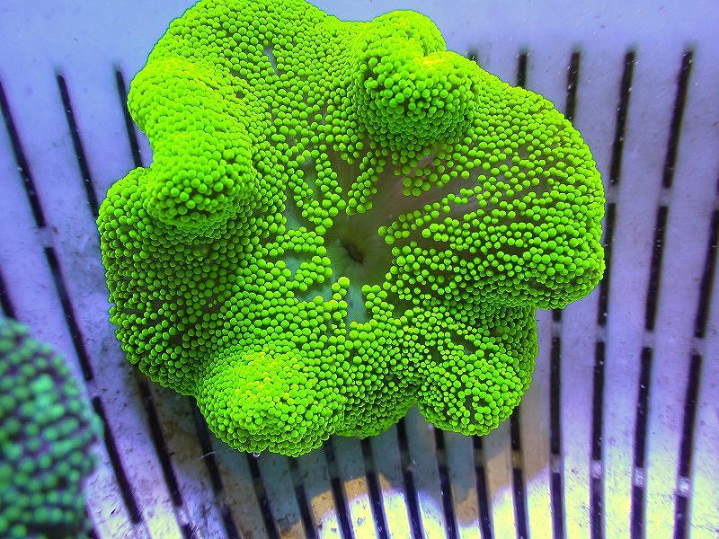 イソギンチャク イボハタゴイソギンチャク メタリックグリーン S大いさ 10 生体 サンゴ Cmturismo Com