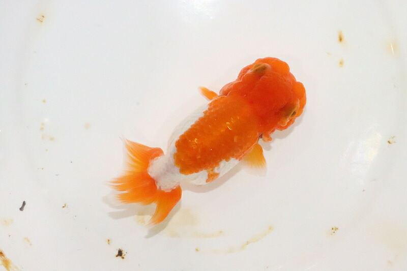 らんちゅう 上物更紗 No1 宇野直系京都筋 らんちゅう 明三歳 個体販売 9cm 金魚 Sfeah Com