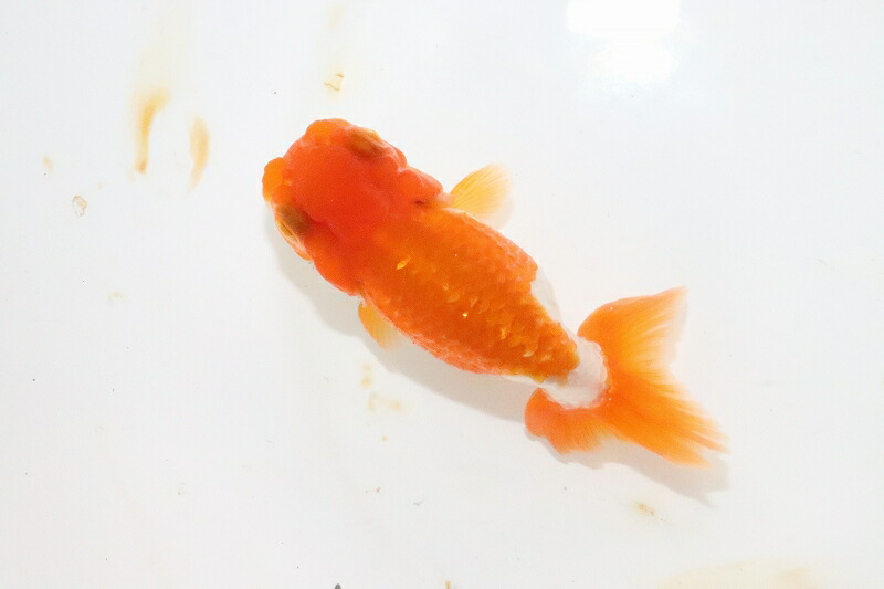 個体販売 個体販売 らんちゅう らんちゅう No2 宇野直系京都筋 らんちゅう 更紗 明三歳 らんちゅう 7cm 金魚 ペット バルーン支店 観賞魚 Bombeiros Pb Gov Br