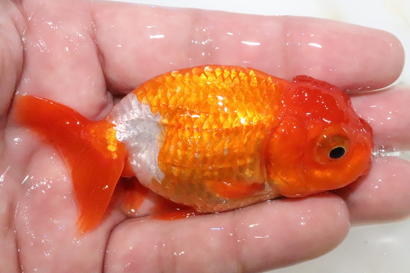 上物更紗 No3 宇野直系京都筋 らんちゅう 明三歳 熱帯魚 アクアリウム 個体販売 上物更紗 らんちゅう らんちゅう 腰白 8cm 金魚 ペットバルーン支店 腰白