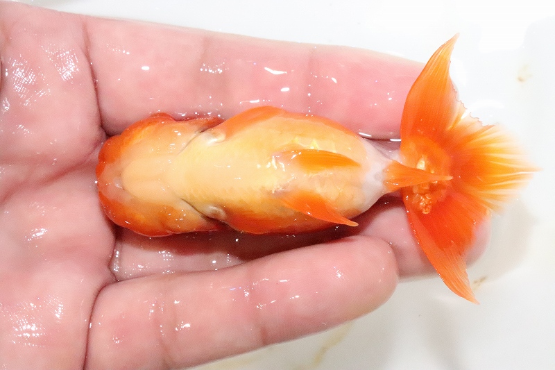 上物更紗 No3 宇野直系京都筋 らんちゅう 明三歳 熱帯魚 アクアリウム 個体販売 上物更紗 らんちゅう らんちゅう 腰白 8cm 金魚 ペットバルーン支店 腰白