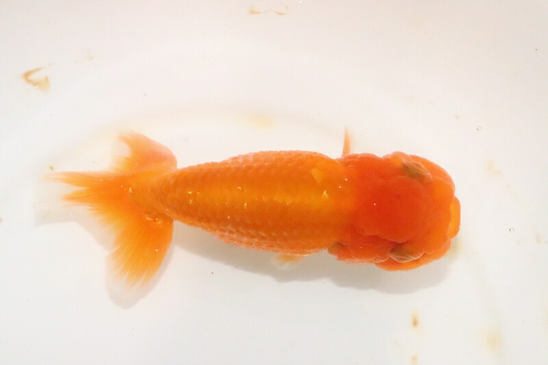 らんちゅう 素赤 宇野直系京都筋 らんちゅう 明三歳 個体販売 10cm 金魚 Sobolewscy Pl