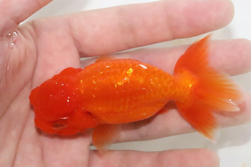 9cm 金魚 ペットバルーン支店 猩猩 熱帯魚 アクアリウム 個体販売 らんちゅう らんちゅう 明三歳 宇野直系京都筋 らんちゅう 宇野直系京都筋 開店記念大セール