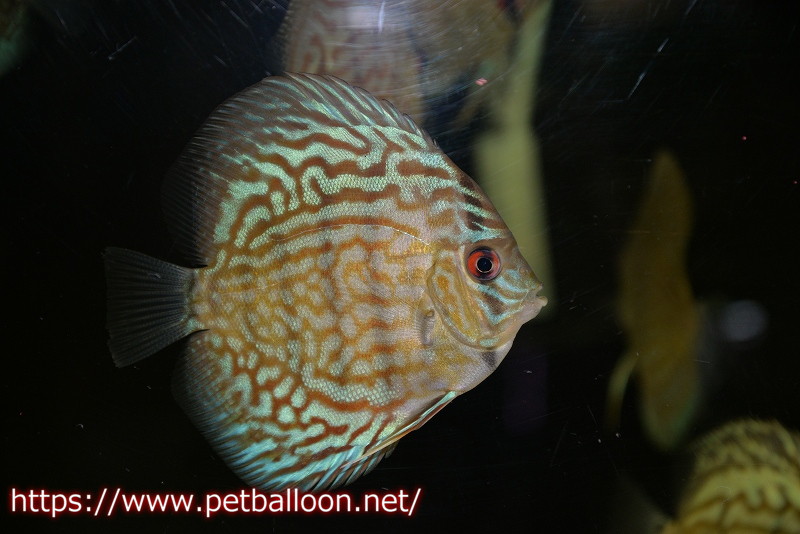 オールドタイプ第三系統クロスセルーリア7 8cm 生体 国産ディスカス 京都産 品質検査済