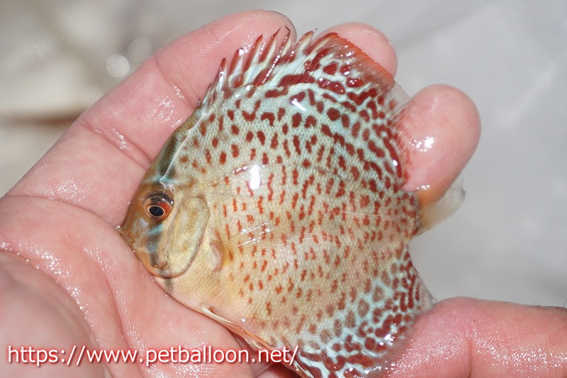 ファッションの Lok Chee ブリーダーtan ウィンターセール対象 ディスカス オリエンタルレオパード ３匹 サンプル画像 5 6cm 生体 ペナン 熱帯魚 アクアリウム Www Revistarap Com Br