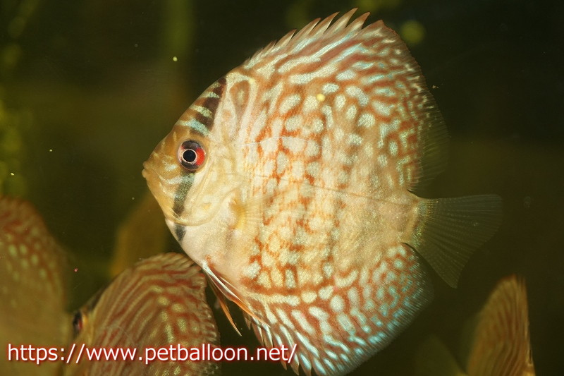 ディスカス ディスカス アクアリウム ディスカス セール対象商品 Chee 熱帯魚 ディスカス 生体 ギャラクシーターコイズ ブリーダーtan 3匹 ブリーダーtan 観賞魚 サンプル画像 5 6cm 生体 ペナン Chee Lok ディスカス ディスカス アクアリウム ディスカス セール対象商品 Chee 熱帯魚 ディスカス 生体 ギャラクシーターコイズ ブリーダーtan 3匹 ブリーダーtan 観賞魚 サンプル画像 5 6cm 生体 ペナン Chee Lok