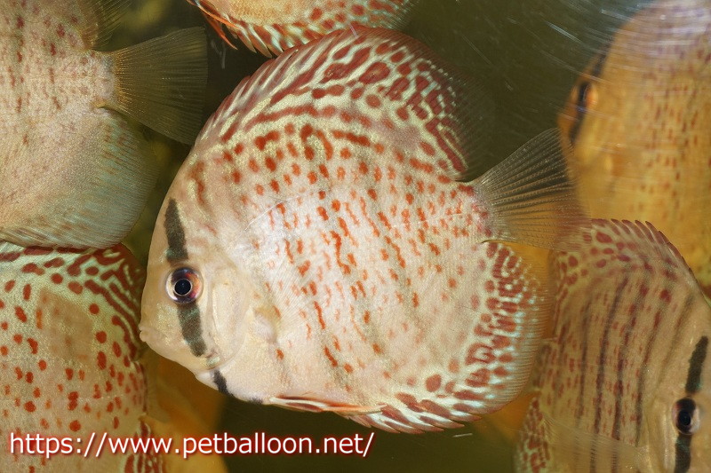 観賞魚 Chee ディスカス 熱帯魚 ディスカス 観賞魚 生体 アクアリウム ディスカス レッドスポットグリーンレオパード 3匹 サンプル画像 7 8cm 生体 ペナン ブリーダーtan Chee Lok ペットバルーン支店 観賞魚 Chee ディスカス 熱帯魚 ディスカス 観賞魚 生体 アクアリウム ディスカス レッドスポットグリーンレオパード 3匹 サンプル画像 7 8cm 生体 ペナン ブリーダーtan Chee Lok ペットバルーン支店