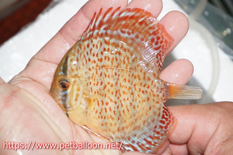 観賞魚 Chee ディスカス 熱帯魚 ディスカス 観賞魚 生体 アクアリウム ディスカス レッドスポットグリーンレオパード 3匹 サンプル画像 7 8cm 生体 ペナン ブリーダーtan Chee Lok ペットバルーン支店 観賞魚 Chee ディスカス 熱帯魚 ディスカス 観賞魚 生体 アクアリウム ディスカス レッドスポットグリーンレオパード 3匹 サンプル画像 7 8cm 生体 ペナン ブリーダーtan Chee Lok ペットバルーン支店