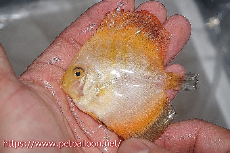 観賞魚 ミレニアムゴールデン ディスカス ブリーダーtan 熱帯魚 ディスカス Chee 生体 アクアリウム セール対象商品 ディスカス ミレニアムゴールデン 3匹 サンプル画像 5 6cm 生体 ペナン ブリーダーtan Chee Lok 観賞魚 観賞魚 ミレニアムゴールデン ディスカス ブリーダーtan 熱帯魚 ディスカス Chee 生体 アクアリウム セール対象商品 ディスカス ミレニアムゴールデン 3匹 サンプル画像 5 6cm 生体 ペナン ブリーダーtan Chee Lok 観賞魚