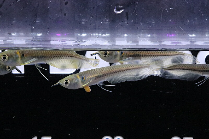 楽天市場】大きいサイズ シルバーアロワナ (40cm＋) (1匹) 目たれあり