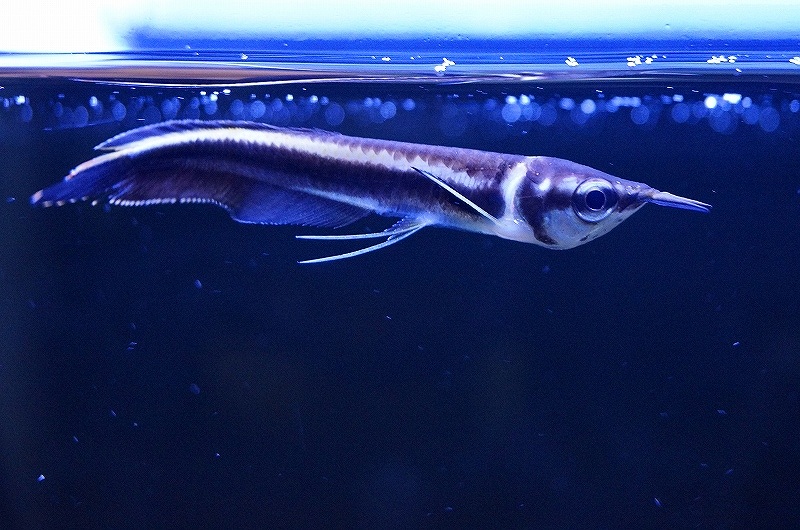 淡水魚 真っ黒アロワナ ベビ ワイルド 1匹 動物 大型魚 熱帯魚 Nko Barlo Com Br