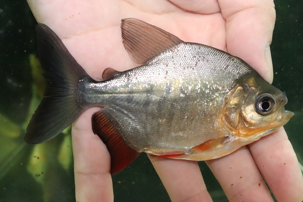 【淡水魚】【通販】超激レア ブラジル便 イエローコロソマ サンフランシスコ産ワイルド【1匹 サンプル画像】(±4-6cm)(生体)(熱帯魚)NKO