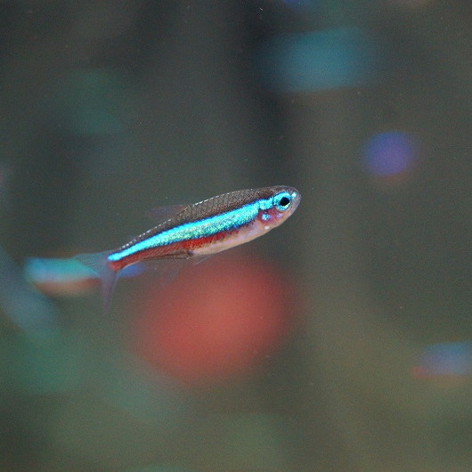 楽天市場 淡水魚 お取り寄せ ネオンテトラ 匹 生体 小型カラシン 熱帯魚 Nkik ペットバルーン楽天市場支店