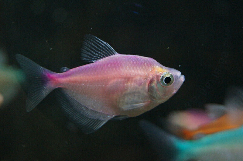 楽天市場 淡水魚 お取り寄せ カラーブラックテトラ 色指定不可 10匹 生体 カラシン 熱帯魚 Nkik ペットバルーン楽天市場支店