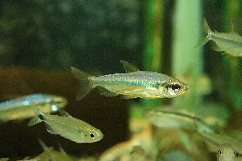 【淡水魚】【通販】発色GOOD スーパーレッドバイオレットチェリーコンゴテトラ コンゴ産 ワイルド【1匹 サンプル画像】(生体)(熱帯魚)NKCK