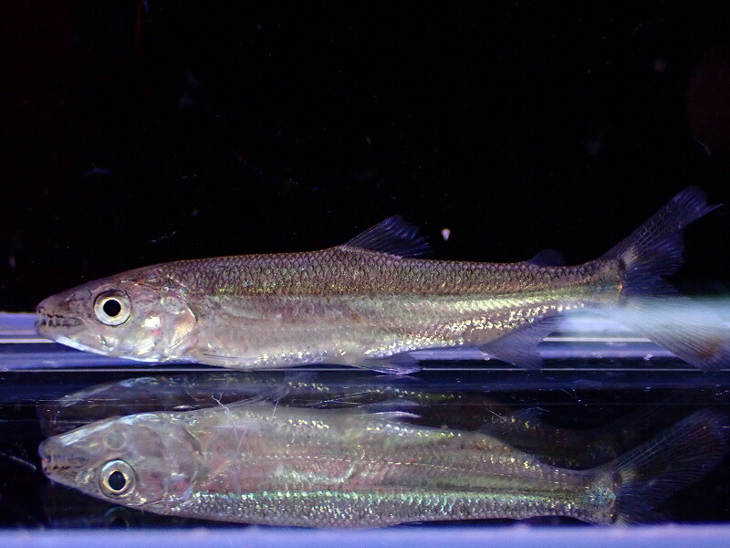 【淡水魚】【通販】ゴリアテタイガーフィッシュ ワイルド【1匹 サンプル画像】(±9-10cm)（大型魚）（生体）（熱帯魚）NKO