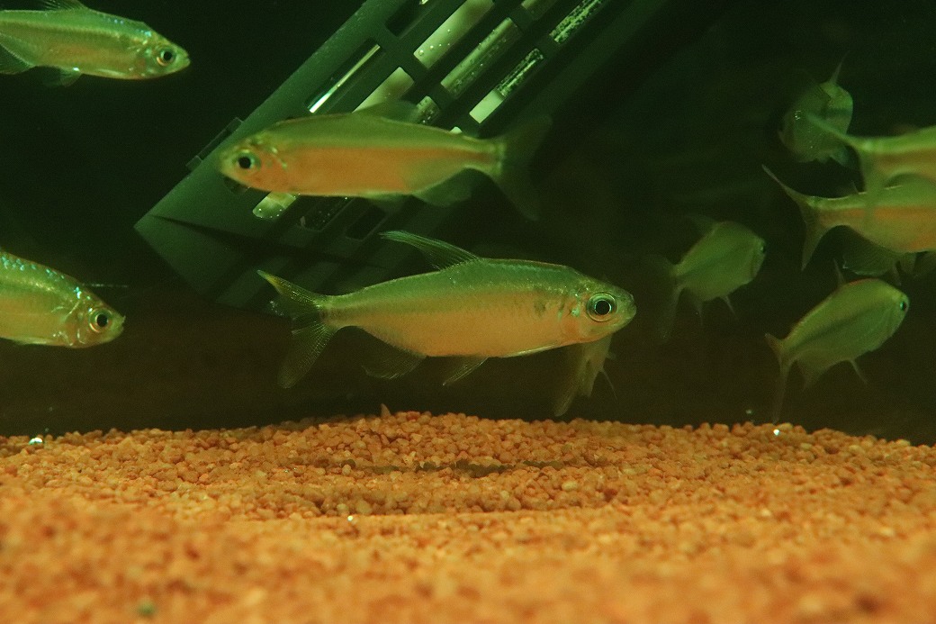 【淡水魚】【通販】レッドテールサファイアコンゴテトラ コンゴ産 ワイルド【1匹 サンプル画像】(珍カラ)(生体)(熱帯魚)NKCK
