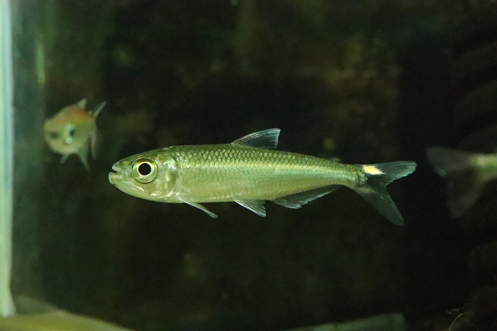 最高の 楽天市場 淡水魚 激レア 2匹のみ ブリコノプスsp ロライマグリーン ワイルド １匹 珍カラ 生体 熱帯魚 Nkｃｋ ペットバルーン楽天市場支店 安いそれに目立つ Lexusoman Com