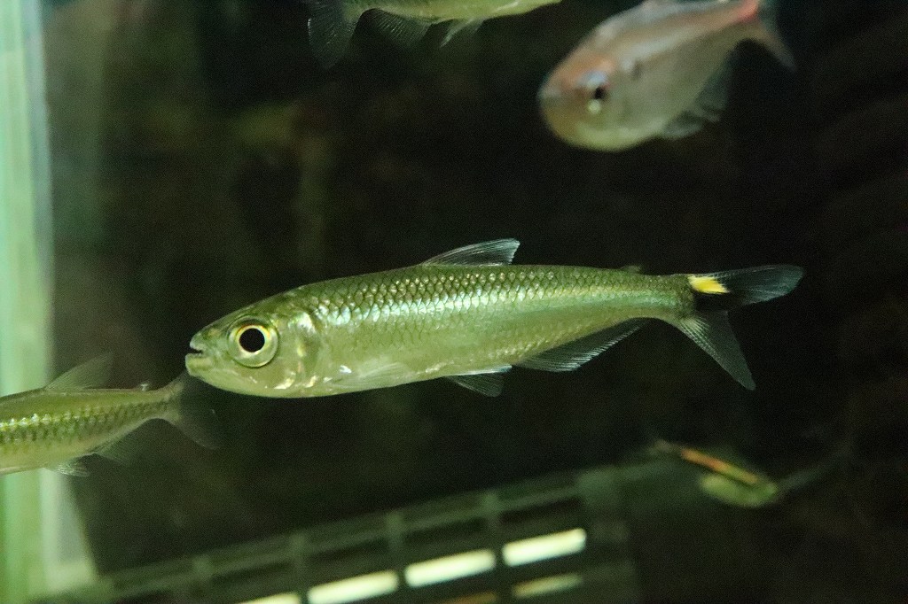 淡水魚 激レア 2匹のみ ブリコノプスsp ロライマグリーン ワイルド １匹 珍カラ 生体 熱帯魚 Nkｃｋ ペットバルーン支店