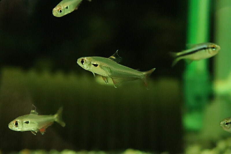 【楽天市場】お買い物マラソンポイント最大46倍（9/19～9/24）【淡水魚】【通販】激爆安 キングトレジャーテトラ イガラッペ アベーリ