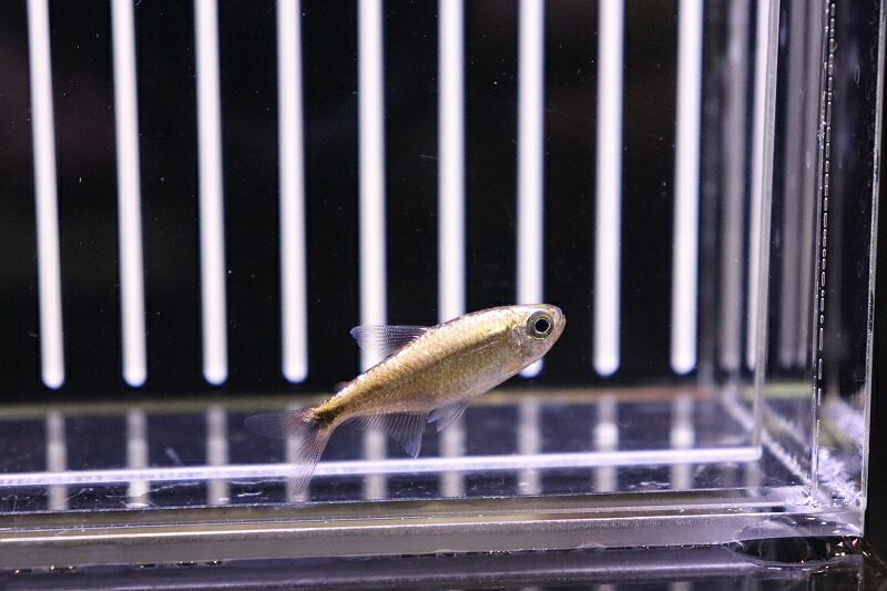 男の子向けプレゼント集結 観賞魚 淡水魚 フルプラチナ リオジュルエナ産 1匹 生体 珍カラ 熱帯魚 Nkck ピンクチェリーヘミグラムス 超目玉 Applefaces Co