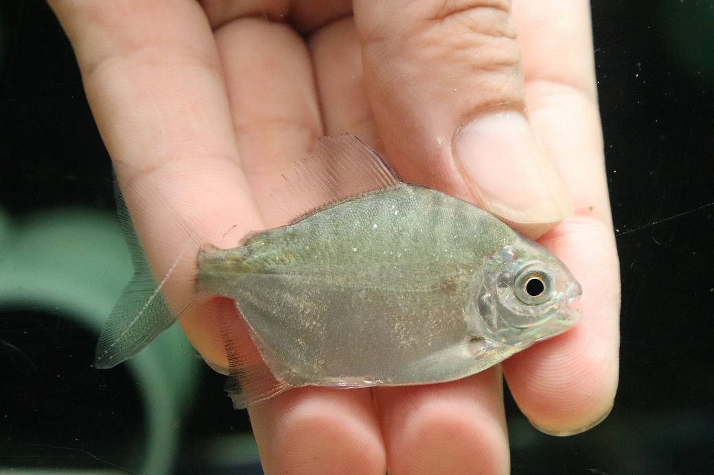 【淡水魚】【通販】レア種 ブラックエッジパクー トカンチンス産 ワイルド【１匹 サンプル画像】(&plusmn;6cm)(大型魚)(生体)(熱帯魚)NKO｜ペットバルーン支店 23,100円