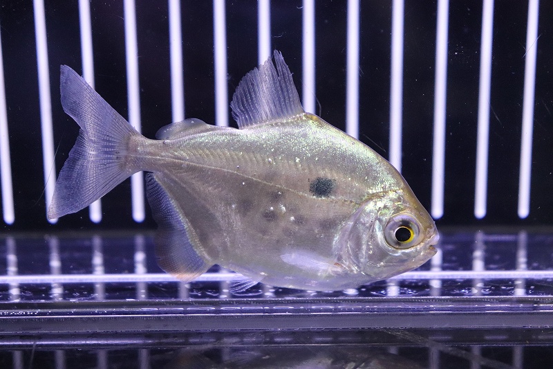 最高の 楽天市場 淡水魚 レア種 メチニスspリオマモレ ワイルド 8cm 1匹 生体 メチニス 熱帯魚 Nko ペットバルーン楽天市場支店 限定価格セール Lexusoman Com