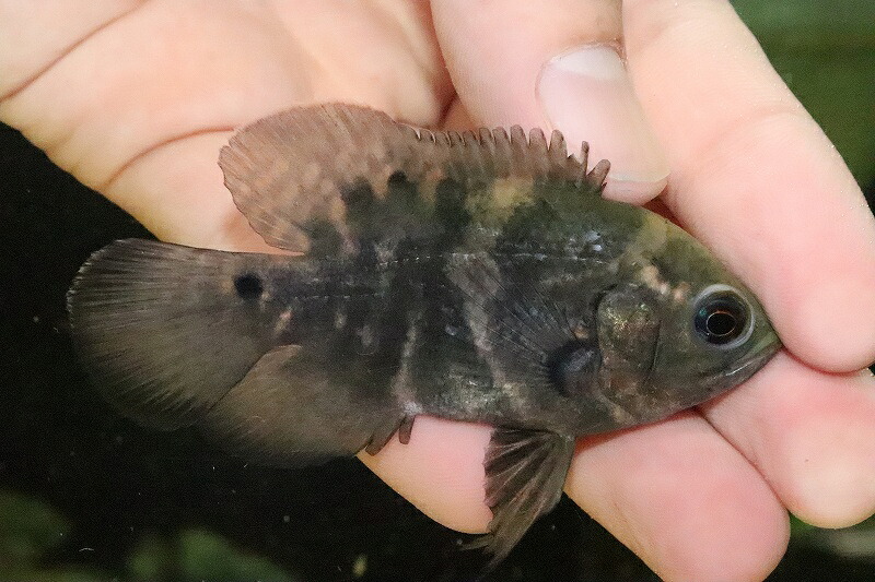 【淡水魚】【通販】ワイルドオスカー マラジョ産 ワイルド【１匹 サンプル画像】(&plusmn;4-5cm)(大型魚)(生体)(熱帯魚)NKO｜ペットバルーン支店