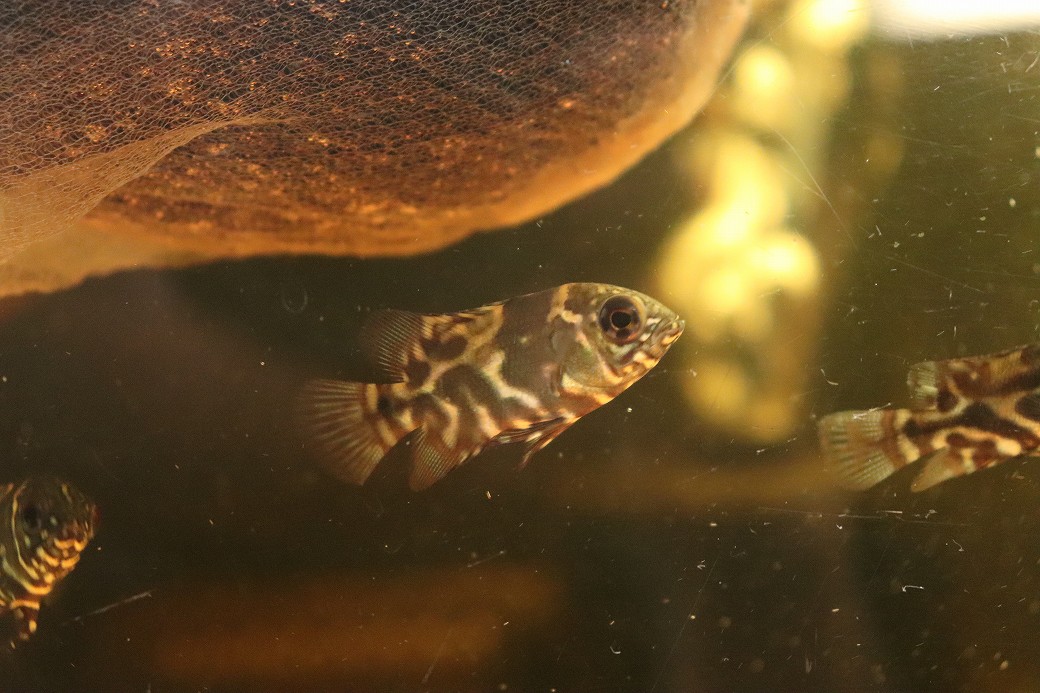 【淡水魚】【通販】激レア ワイルド レッドオスカー サンフランシスコ産 ワイルド【1匹 サンプル画像】(±4cm)(大型魚(生体)(熱帯魚)NKO