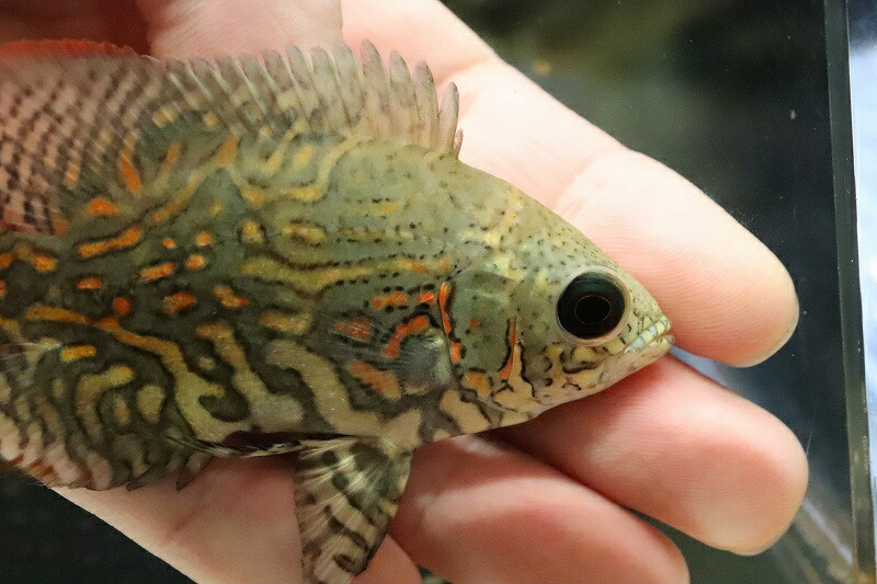 淡水魚 激レア 観賞魚 極上厳選個体 極上厳選個体 ワイルドオスカー ネグロ カイクビ産 ワイルド 1匹 サンプル画像 ワイルド 1匹 8 9cm 大型魚 生体 淡水 nko ペットバルーン支店 淡水魚 激レア 観賞魚 極上厳選個体 極上厳選個体 ワイルドオスカー ネグロ カイクビ産 ワイルド 1匹 サンプル画像 ワイルド 1匹 8 9cm 大型魚 生体 淡水 nko ペットバルーン支店