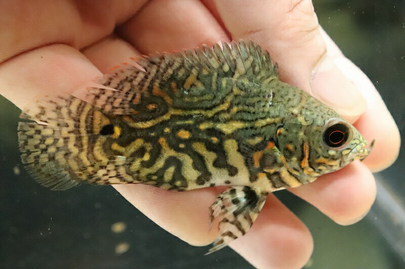 淡水魚 激レア 観賞魚 極上厳選個体 極上厳選個体 ワイルドオスカー ネグロ カイクビ産 ワイルド 1匹 サンプル画像 ワイルド 1匹 8 9cm 大型魚 生体 淡水 nko ペットバルーン支店 淡水魚 激レア 観賞魚 極上厳選個体 極上厳選個体 ワイルドオスカー ネグロ カイクビ産 ワイルド 1匹 サンプル画像 ワイルド 1匹 8 9cm 大型魚 生体 淡水 nko ペットバルーン支店