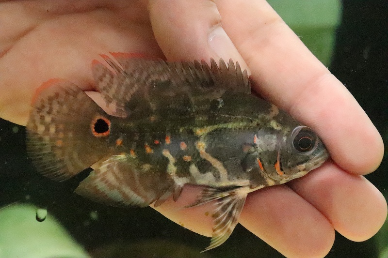 淡水魚 ワイルドオスカー ラーゴアカラ産 ワイルド 1匹 サンプル画像 8 9 大型魚 生体 熱帯魚 Barriosurbanos Com Ar