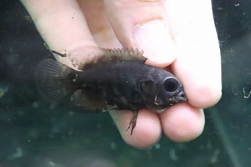 超人気 ±4-5cm 大型魚 生体 熱帯魚 NKO qdtek.vn