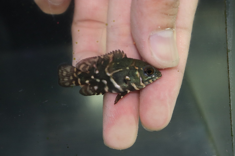 楽天市場 淡水魚 超大特価 ワイルドオスカーコロンビア産 ワイルド 1匹サンプル画像 3cm 生体 オスカー 熱帯魚 Nko ペットバルーン楽天市場支店