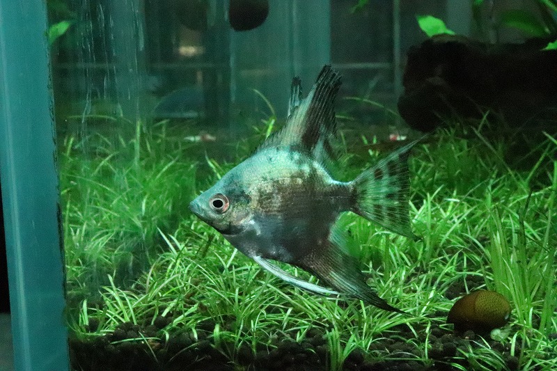 楽天市場 淡水魚 今回特価 アバターブルーエンゼル １匹 エンゼルフィッシュ 生体 淡水 Nk ペットバルーン楽天市場支店