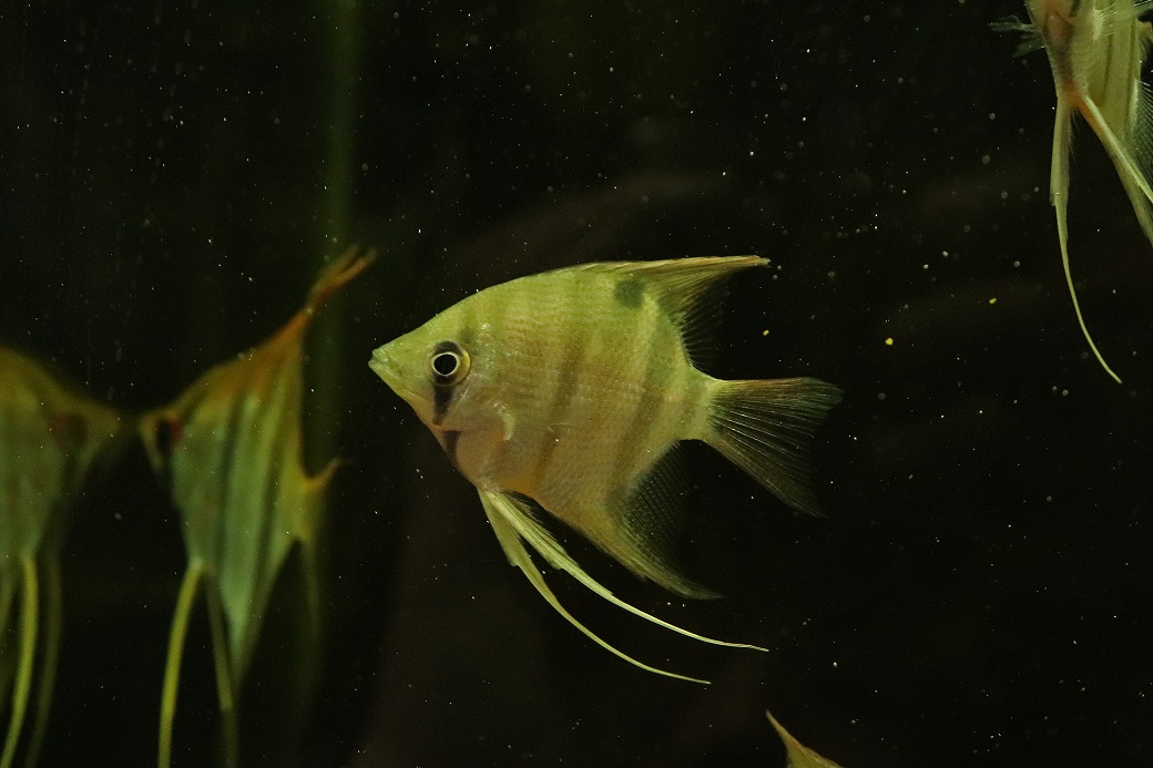 【淡水魚】【通販】デュメリリィエンゼルフィッシュ カレイロ ローライマ産 ワイルド【1匹 サンプル画像】エンゼルフィッシュ(生体)(熱帯魚)NK