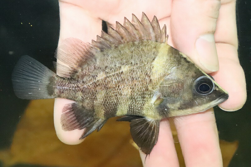 淡水魚 特価 大きめ ニューギニアダトニオ 淡水魚 特価 ワイルド 1匹 大きめ 7 8cm 生体 大型魚 熱帯魚 Nko ペットバルーン支店 淡水魚 特価 大きめ ニューギニアダトニオ 淡水魚 特価 ワイルド 1匹 大きめ 7 8cm 生体 大型魚 熱帯魚 Nko ペットバルーン支店