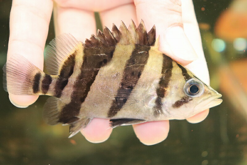 新版 楽天市場 淡水魚 激安大特価 人工飼料ok ダトニオリアルバンド ボルネオ産 ワイルド 1匹 サンプル画像販売 8 9cm 生体 淡水 Nko ペットバルーン楽天市場支店 送料無料 Lexusoman Com