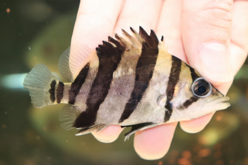 淡水魚 人工飼料ok 激安大特価 ボルネオ産 人工飼料ok ダトニオリアルバンド ボルネオ産 観賞魚 ワイルド 1匹 サンプル画像販売 8 9cm 生体 淡水 Nko ペットバルーン支店