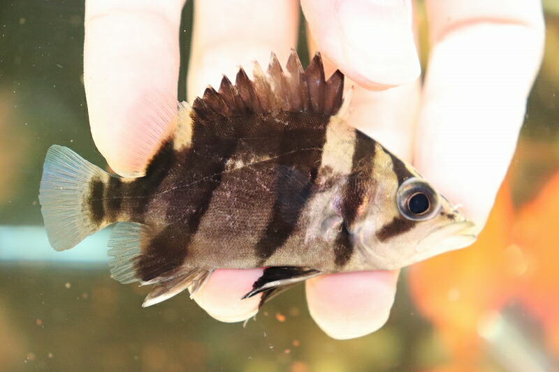 ダトニオリアルバンド 激安大特価 淡水魚 人工飼料ok 観賞魚 サンプル画像販売 人工飼料ok 1匹 ワイルド ワイルド 1匹 8 9cm 生体 淡水 Nko ペットバルーン支店 ボルネオ産
