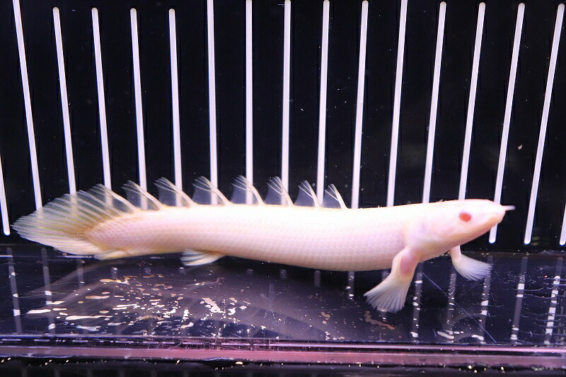 楽天市場】(熱帯魚)アルビノ ポリプテルスセネガルス (約6cm)(10匹 