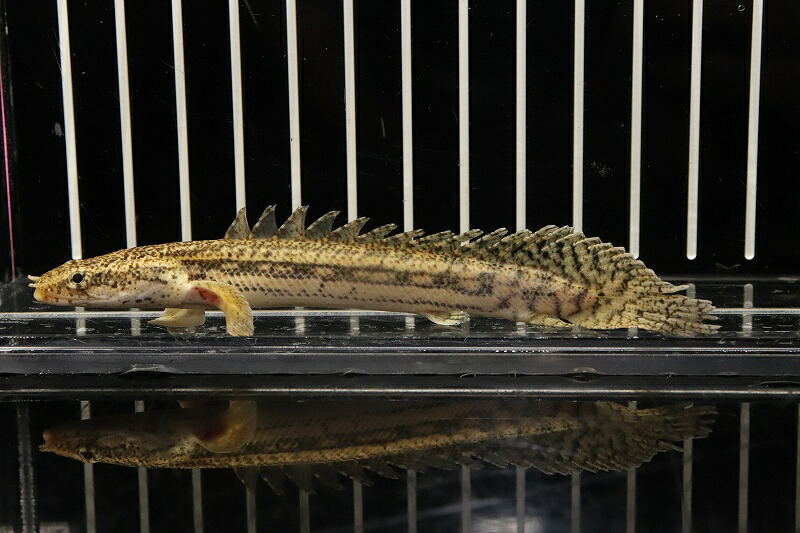 【淡水魚】【通信販売】大層らしい ポリプテルス ビキールspコリバ【1匹 見本すがた絵】(±18-20珊)（毛の荒物）(大型魚)（熱帯魚）NKO