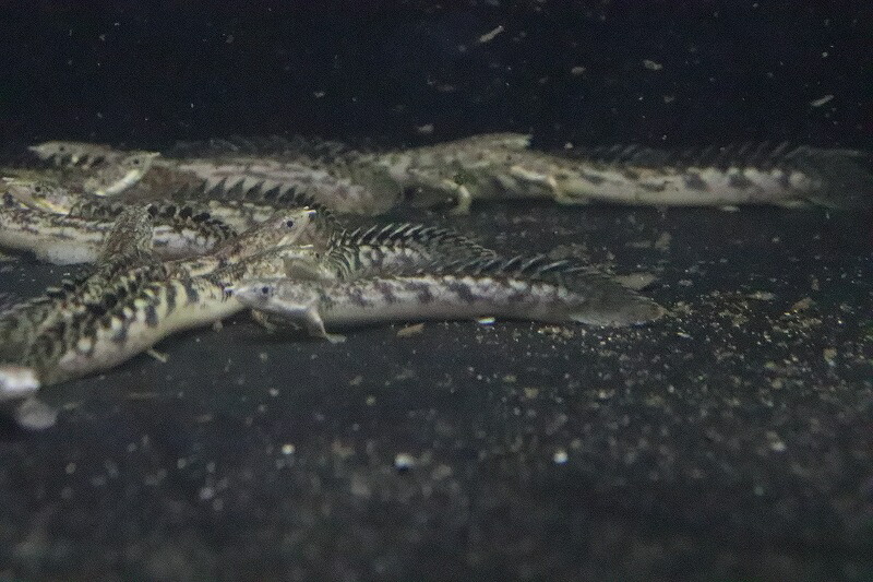 【淡水魚】ポリプテルス パルマス ブティコフェリー(ローウェ)【１匹 サンプル画像】(±6-8cm)(大型魚)(生体)(淡水)NKO