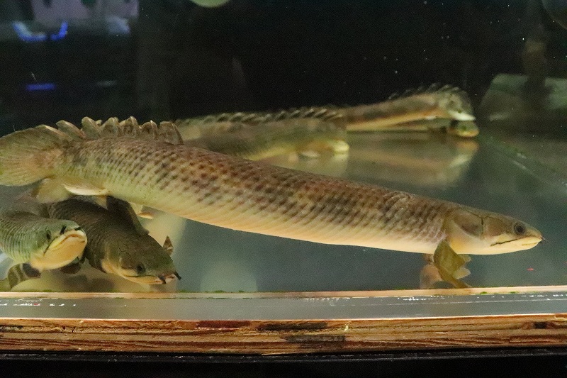 【淡水魚】【通販】大きめ ポリプテルス モケレンベンベ(旧レトロピンニス) コンゴ産【１匹 サンプル画像】(&plusmn;15cm)(生体)(熱帯魚)NKO｜ペットバルーン支店