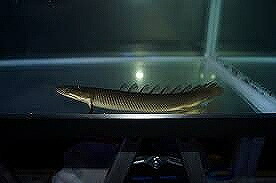 【淡水魚】【通販】ポリプテルス セネガルス ナイジェリア産 ワイルド【1匹 サンプル画像】(&plusmn;15-20ｃｍ)（生体）(大型魚)（熱帯魚）NKO｜ペットバルーン支店