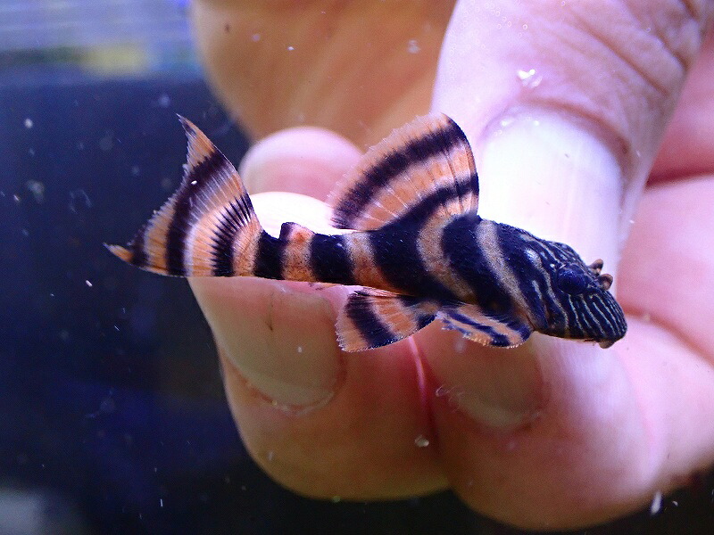 【淡水魚】【通販】激安 アレンカーラビリンスタイガープレコ【3匹 サンプル画像】(プレコ)（生体）（熱帯魚）NKP