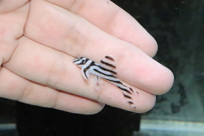 特価 熱帯魚 アクアリウム 熱帯魚 Nkp ペットバルーン支店 淡水魚 3cm 生体 1匹 プレコ インペリアルゼブラプレコ
