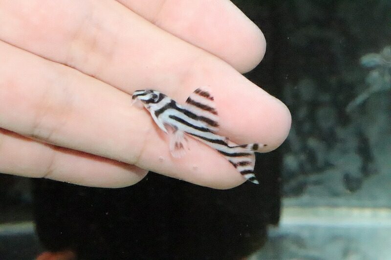 淡水魚 観賞魚 特価 インペリアルゼブラプレコ 1匹 3cm 生体 プレコ 熱帯魚 Nkp ペットバルーン支店