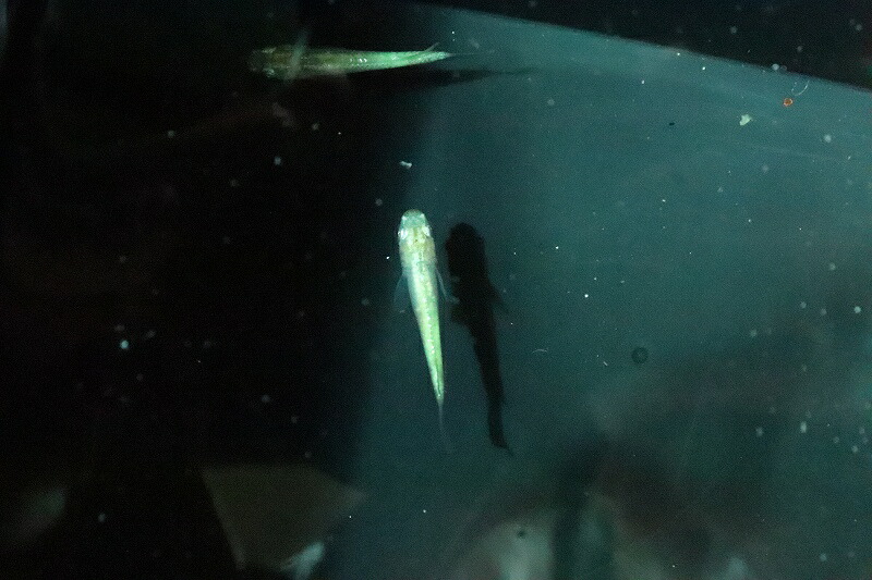 バルーン 熱帯魚 種類 お求めやすく価格改定 60 割引 Vinomare At